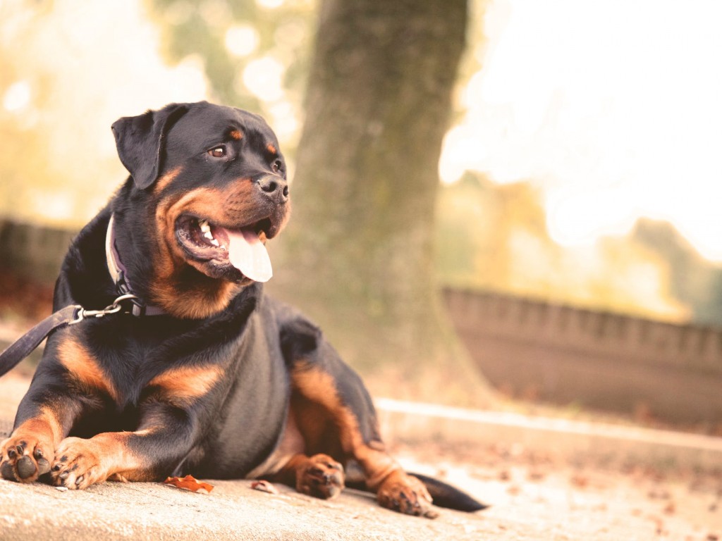 9 Gründe für eine Hundehütte aus Holz - Teil 1