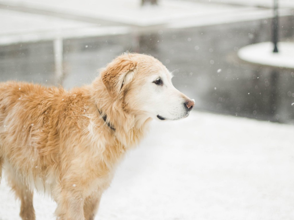 Der größte 5+1 Vorteile von isolierten Hundehütten