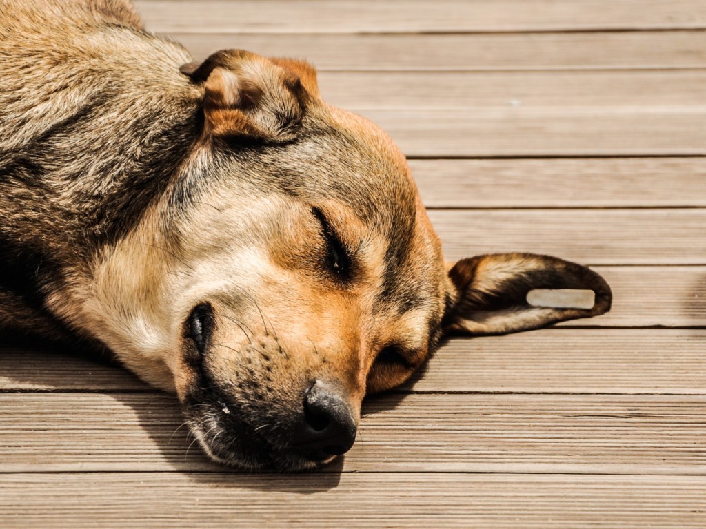 Fa, műanyag vagy fém kutyaház - Melyiket válasszam?