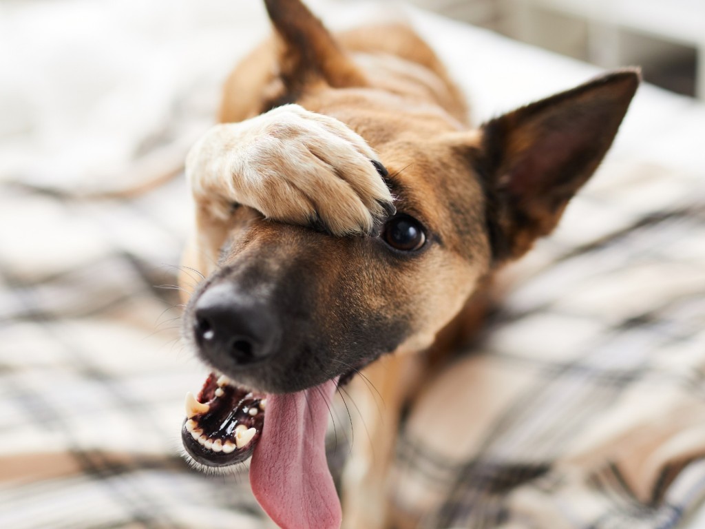 Így válassz kutyaházat félénk kutyusodnak