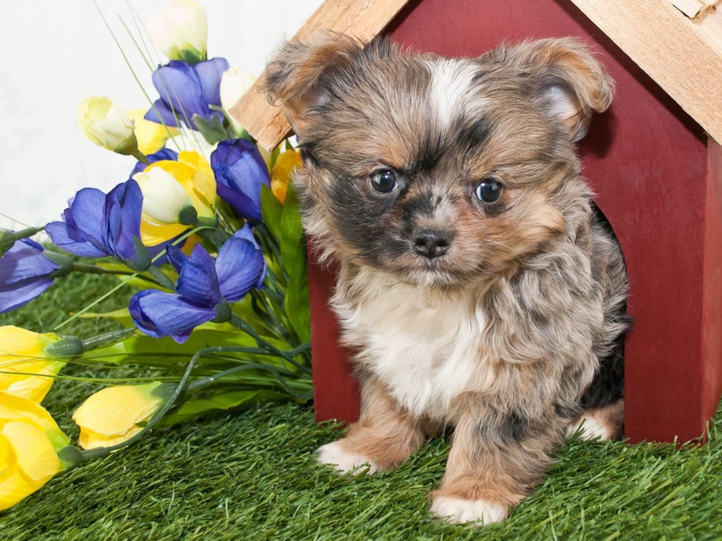 Mennyibe kerül egy kézműves kutyaház?