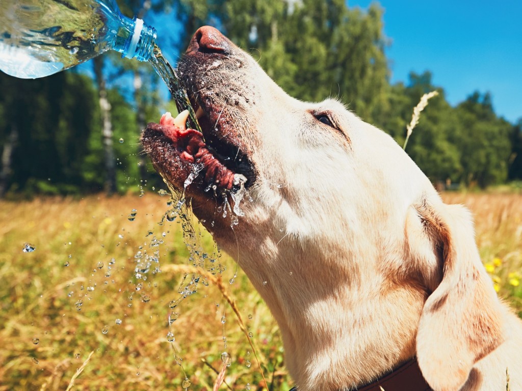 Minden, amit a hőszigetelt kutyaházakról tudnod kell