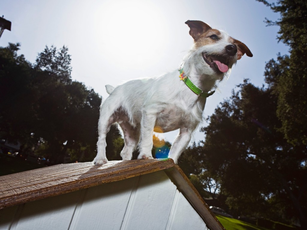 Olcsó vs. drágább kutyaház? Melyiket válasszam?