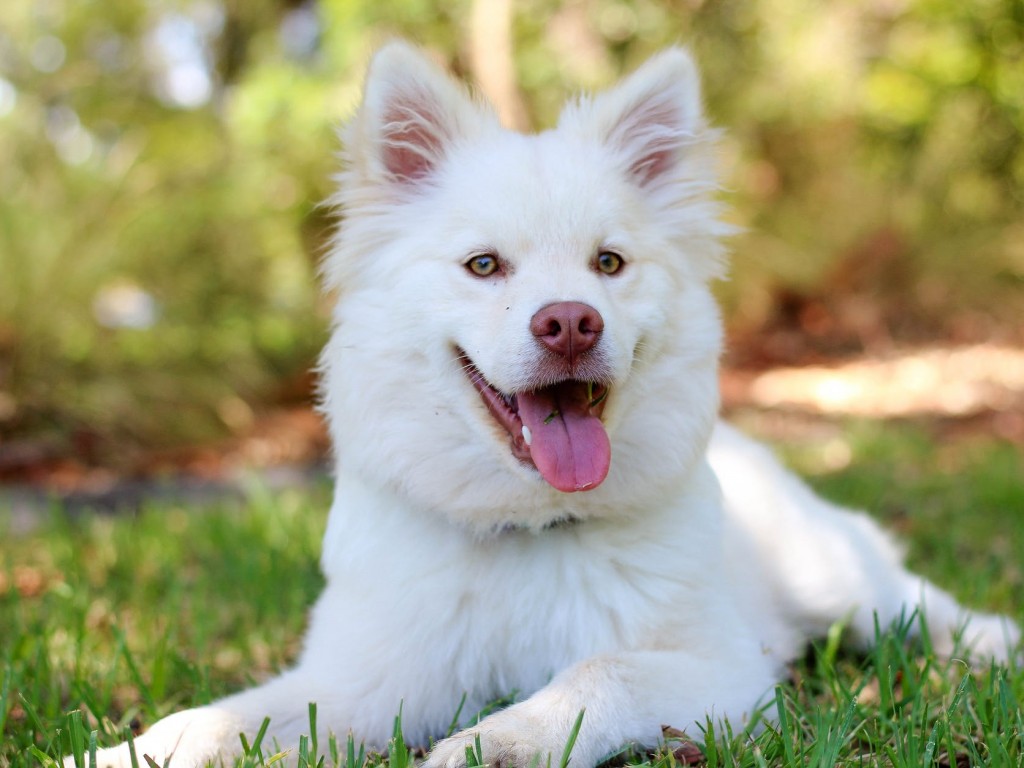 Benötigen Sie wirklich eine herausnehmbare Trennwand in Hundehütten? Wir gingen nach ihm!
