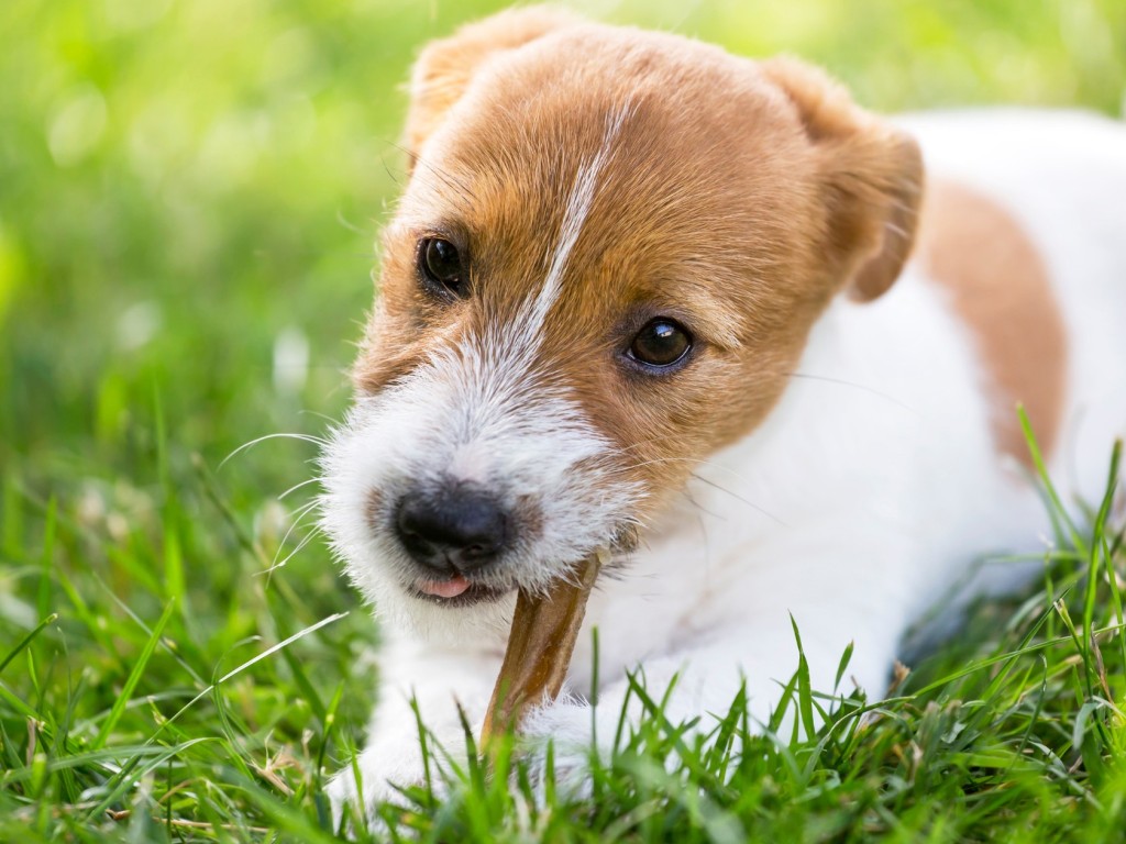 Útmutató: Így tedd rágásállóvá a kutyaházat