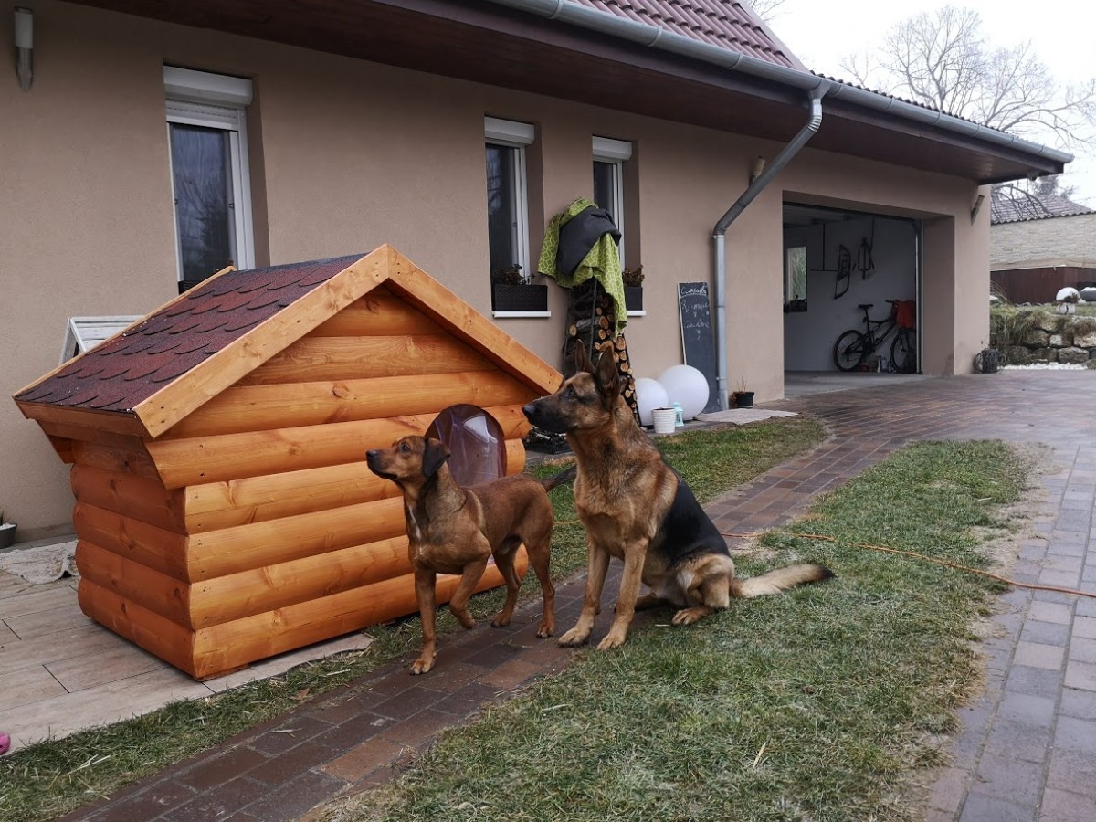 Cezar isolierte Hundehütte
